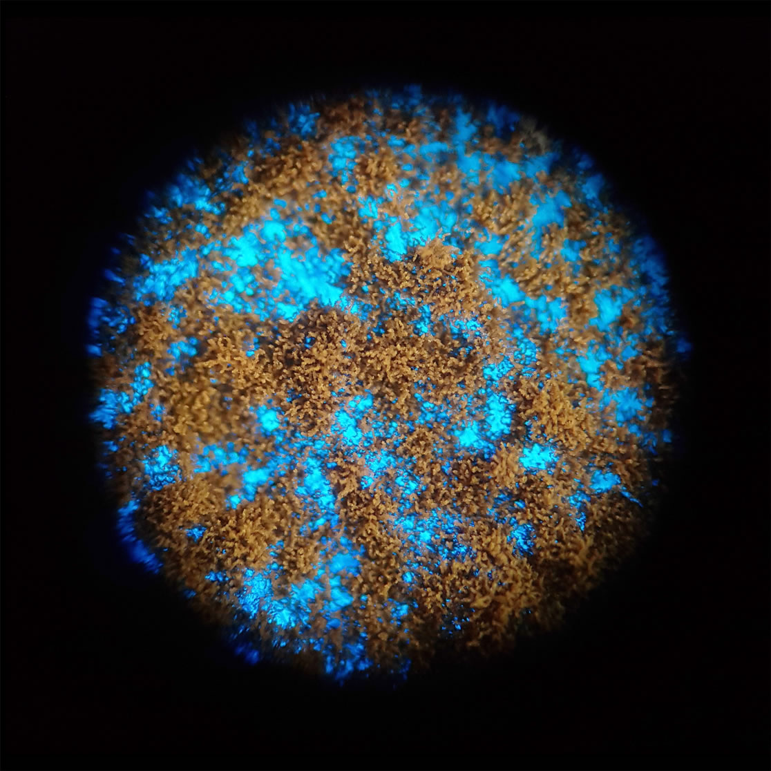 The result of combining both a canines and humans DNA - very little visual difference