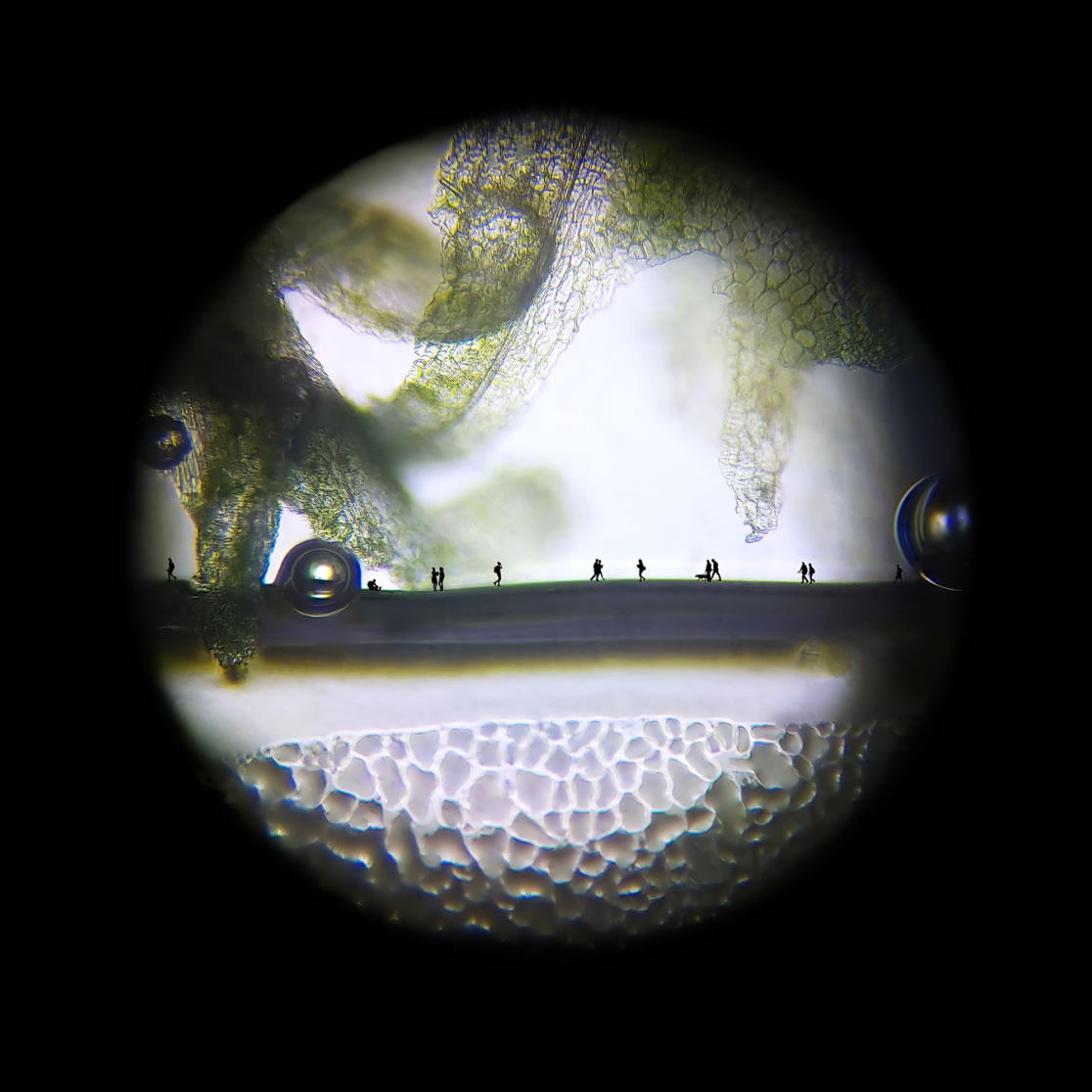 Canine sourced biota and university student overlays that represents an alternative but successful way of learning